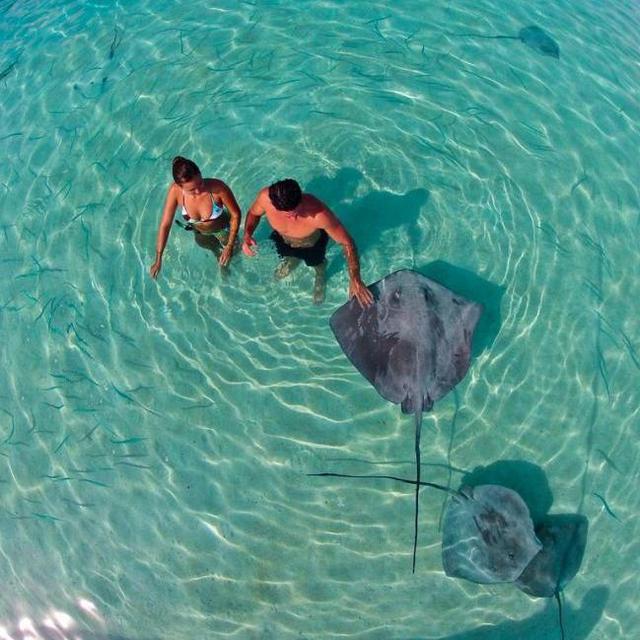 Snorkeling & Ray Feeding Tour