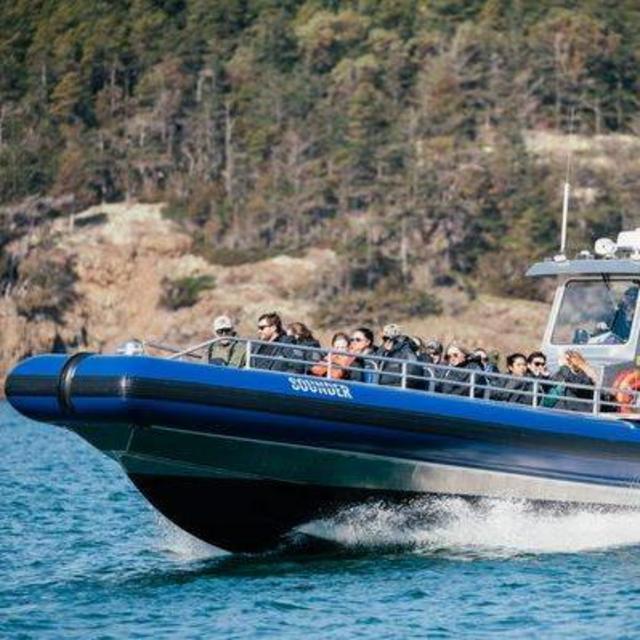 Blue Kingdom Whalewatching Tour