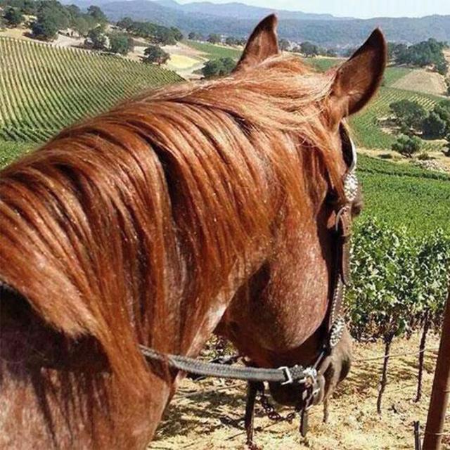 Honeymoon Horseback RIding w/ Romantic Dinner