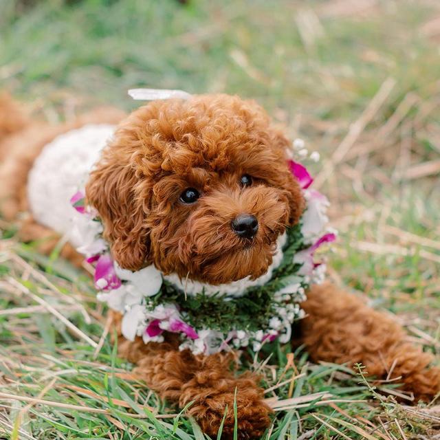 Puppy Daycare/Sitting for Pebbles