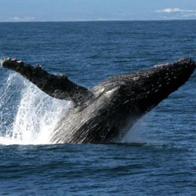Whale Watching Excursion