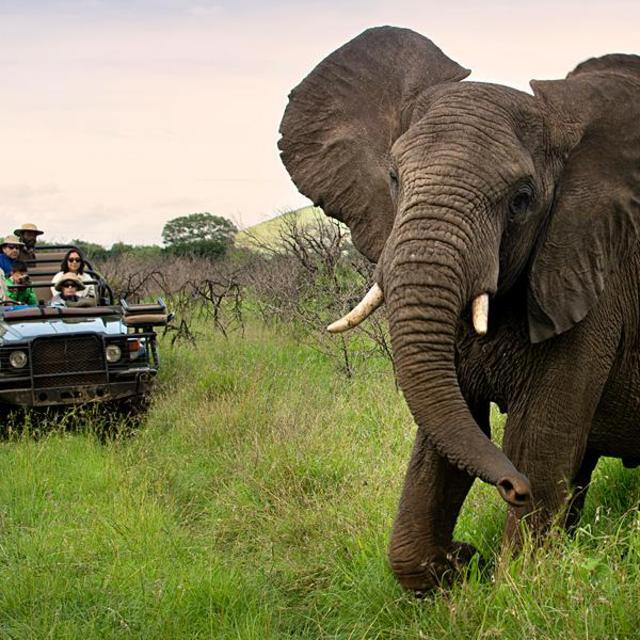 Phinda Elephant Hunt (KIDDING!)