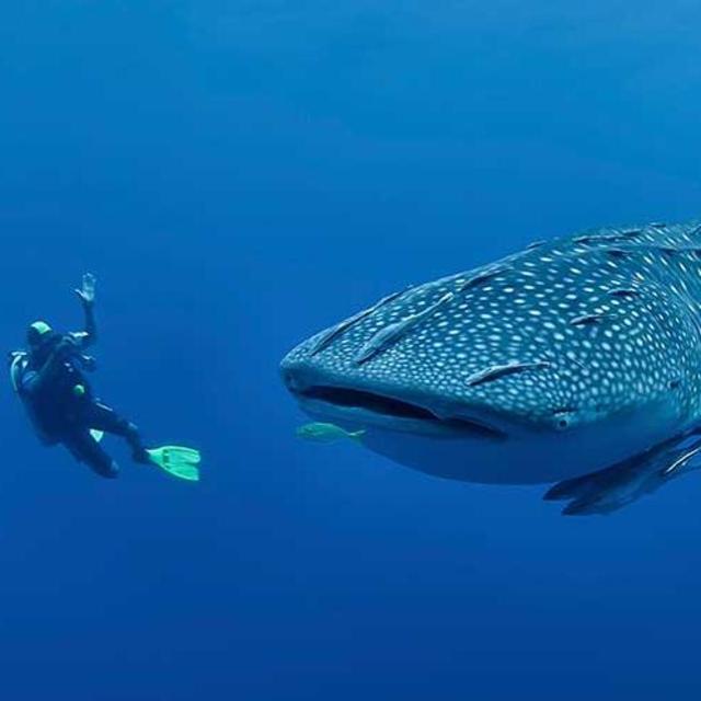 Swim with Whale Shark