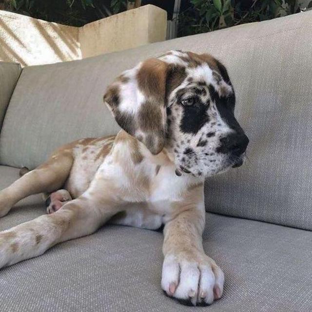 Puppy Fund
