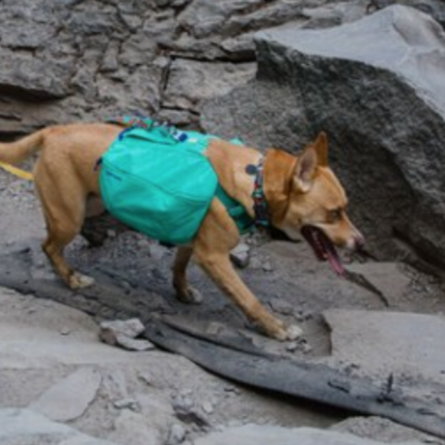 Ruffwear Front Range Dog Day Pack - Medium