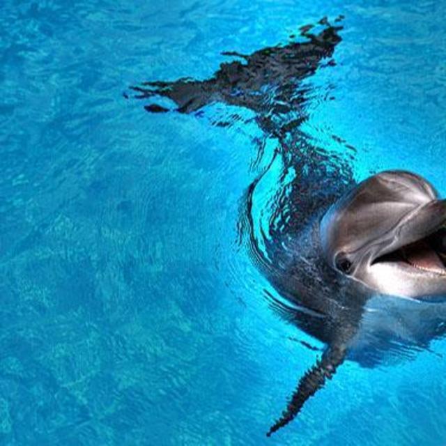 Swimming with Dolphins & Other Excursions