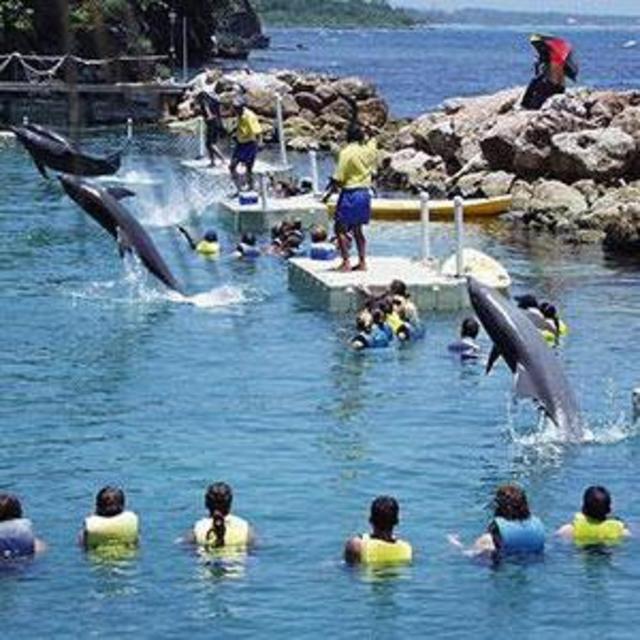 Swim with dolphins