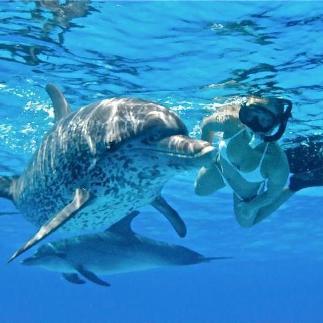 Swim with the Dolphins