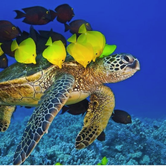 Snorkeling and Swimming with Turtles