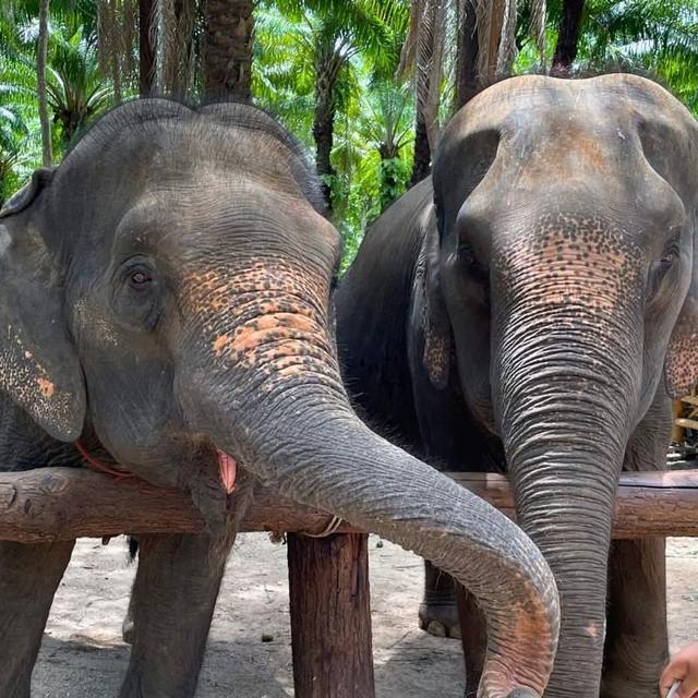 Phuket Elephant Sanctuary - Half day experience