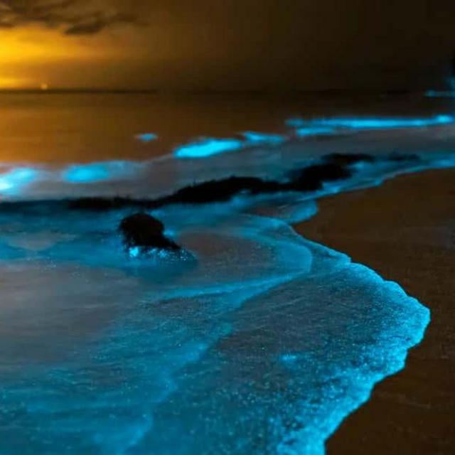 Phang Nga Bay Bioluminescent Plankton and Sea Canoes