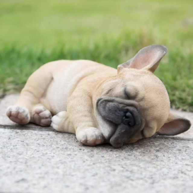 French Bulldog Puppy Fund