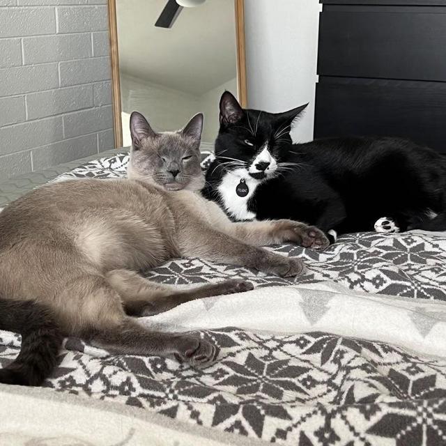 Pet Hotel For Our Honeymoon