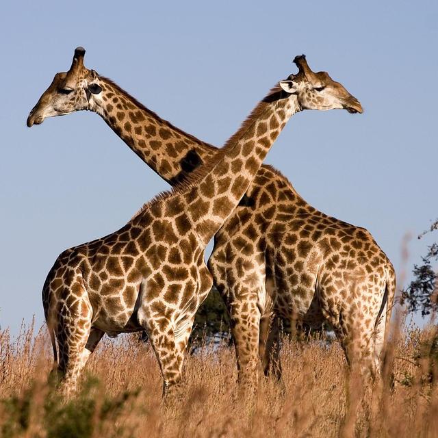 Honeymoon Safari in Kruger National Park, South Africa