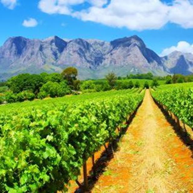 Day Trip to Cape Town Wineries