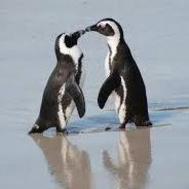 Day Trip to See South African Penguins