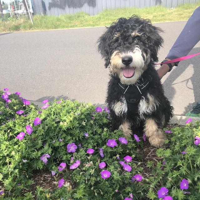 Bernedoddle Toys & Treats