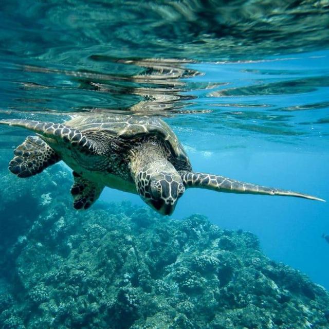 Swim with Turtles