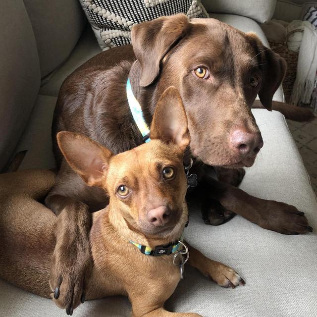 Pet Sitter - Honeymoon