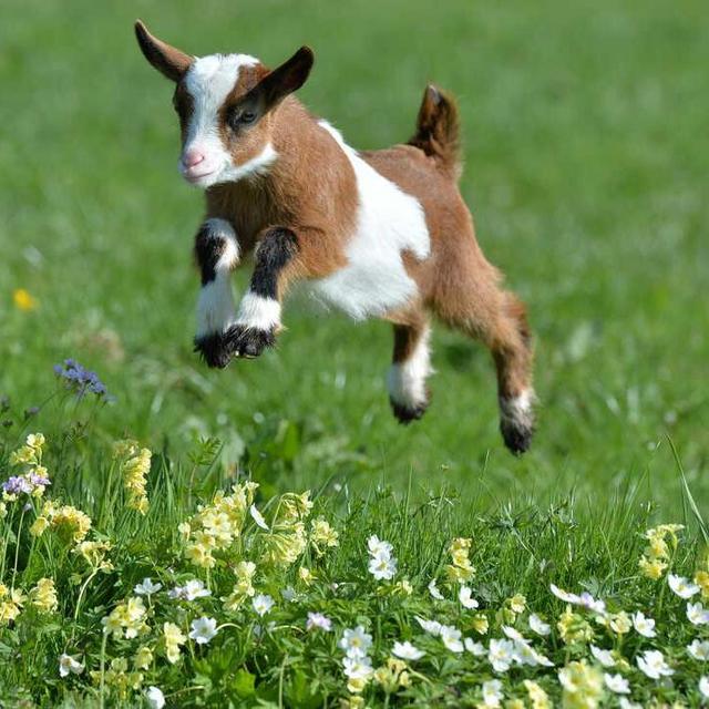 Help Us Buy Livestock
