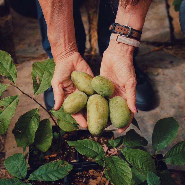 Help Us Plant Native Fruit and Nut Trees