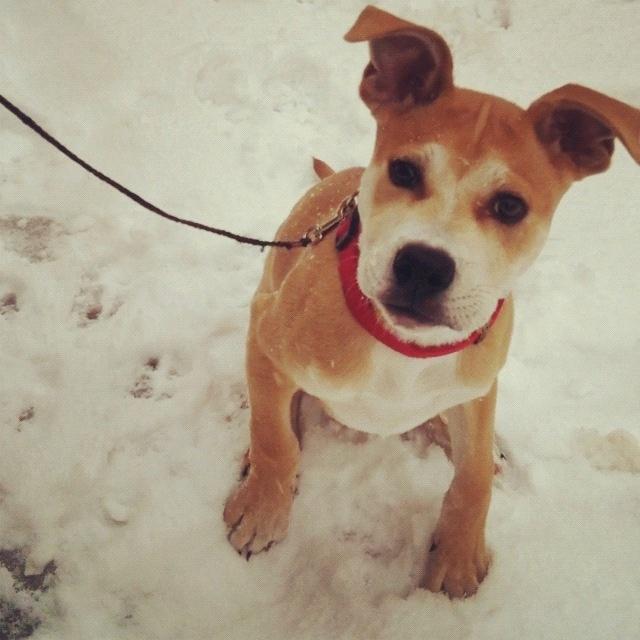 Future dog supplies fund