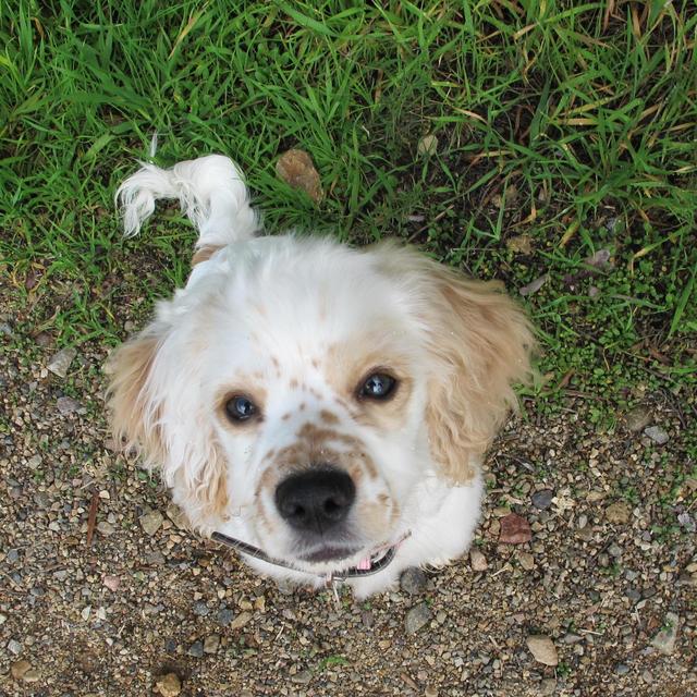 Maddie Puppy Playtime/Daycare