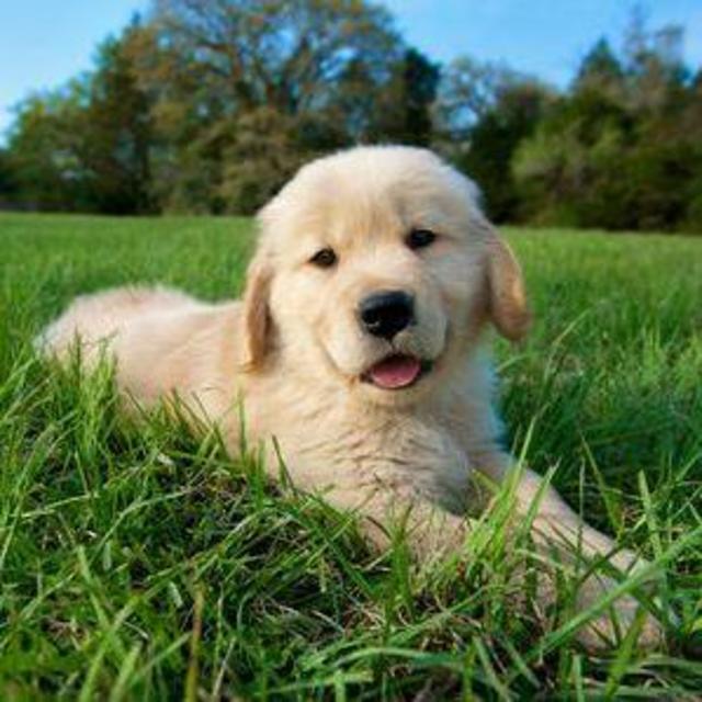 Our Future Puppy