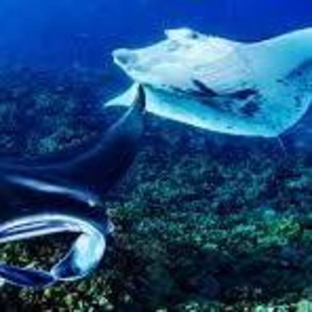 Night Snorkeling with Manta Rays in Kona