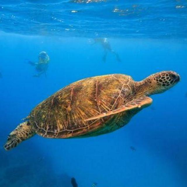 Turtle Canyons Snorkeling Excursion