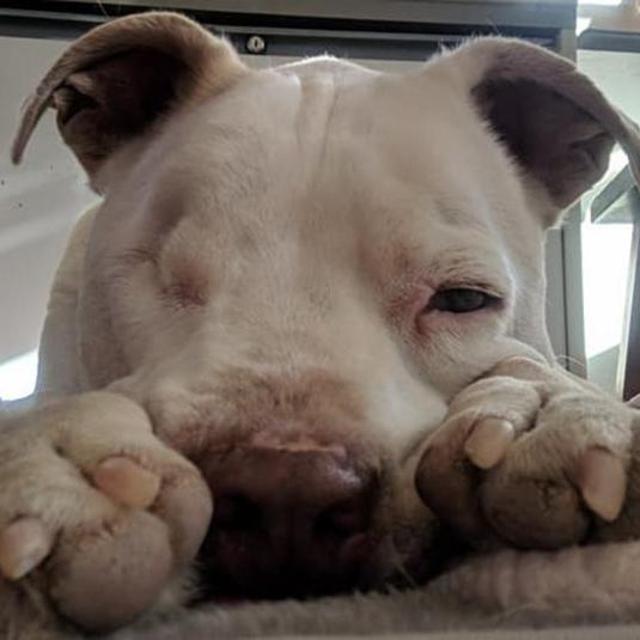Sponsor Zeus! (click link to read his story)