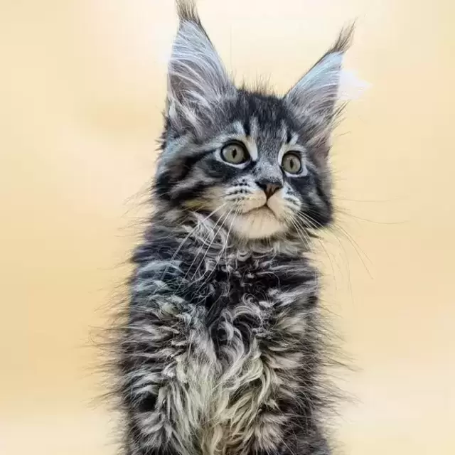 Our New Maine Coon Kitten