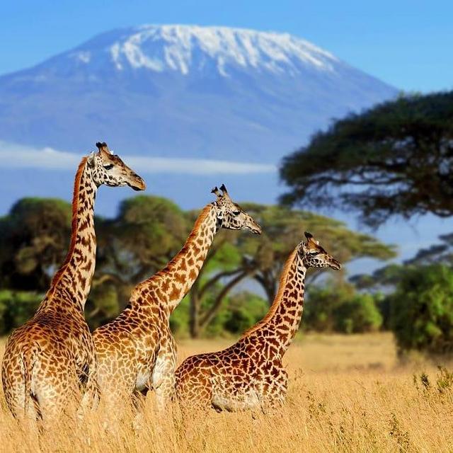 African Safari Honeymoon
