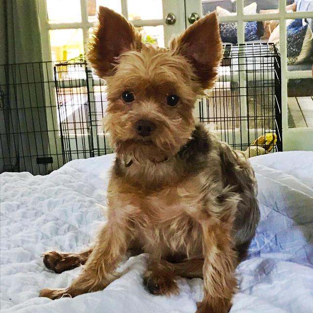 Reggie Bush Memorial Fund