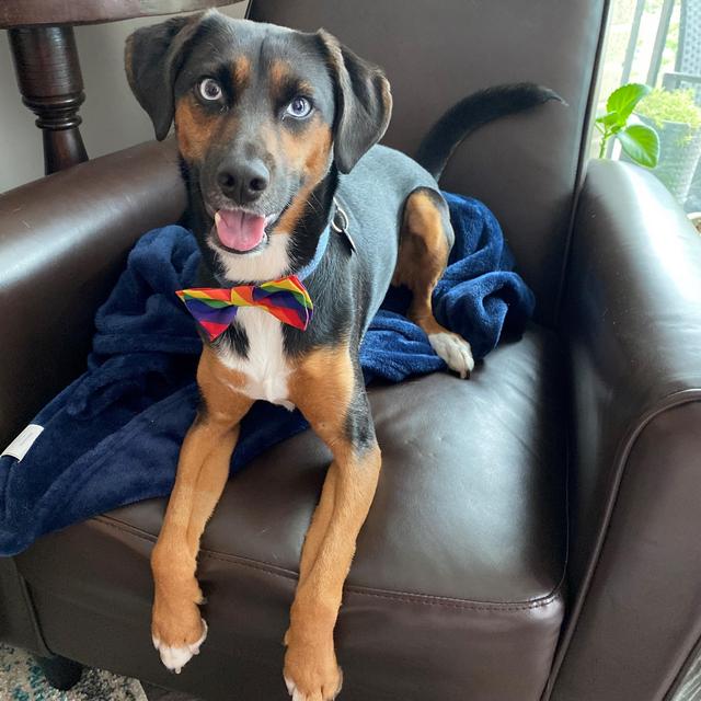 Honeymoon Fund: Pet Boarding For Our Dog