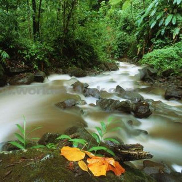 Rainforest Safari