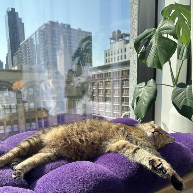 Acie’s Forever Funemployment