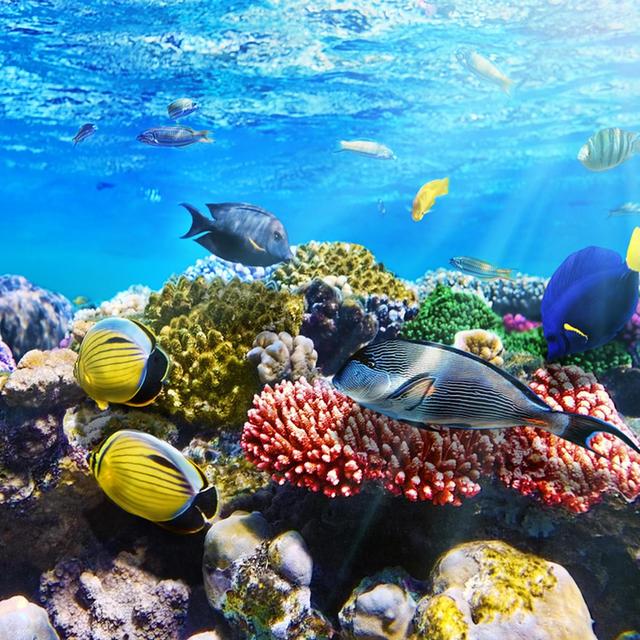 Honeymoon: Hanauma Bay Snorkeling