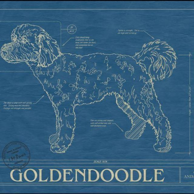 Animal Blueprint - Goldendoodle