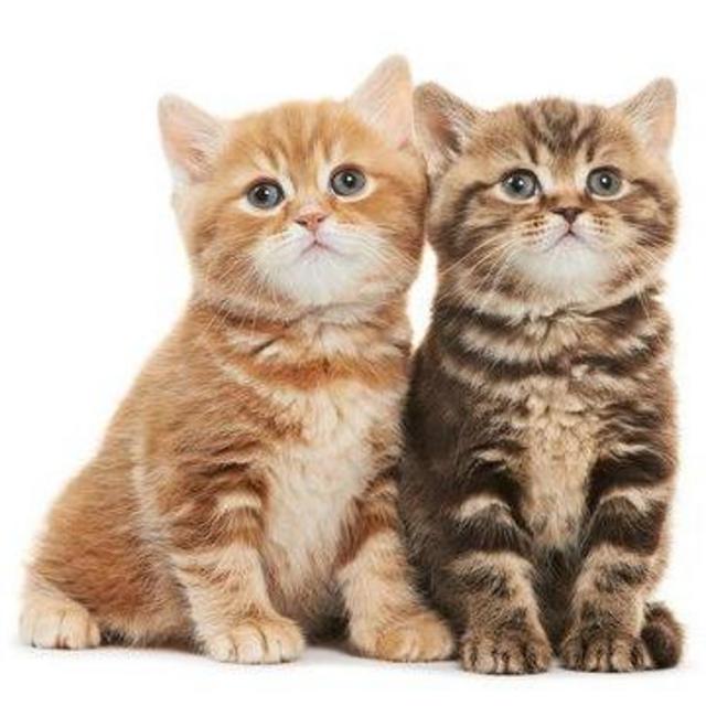 Our New Kitten