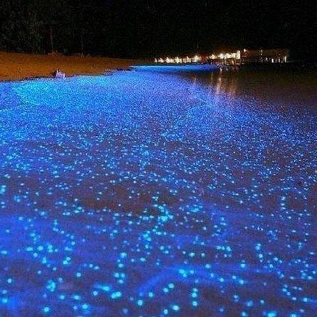 Luminous Lagoon Night-Time Tour in Jamaica!