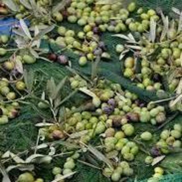 Olive Mill Tour and Olive Oil Tasting