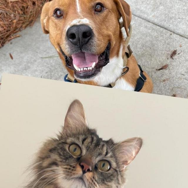 Charlotte Animal Shelter Donation