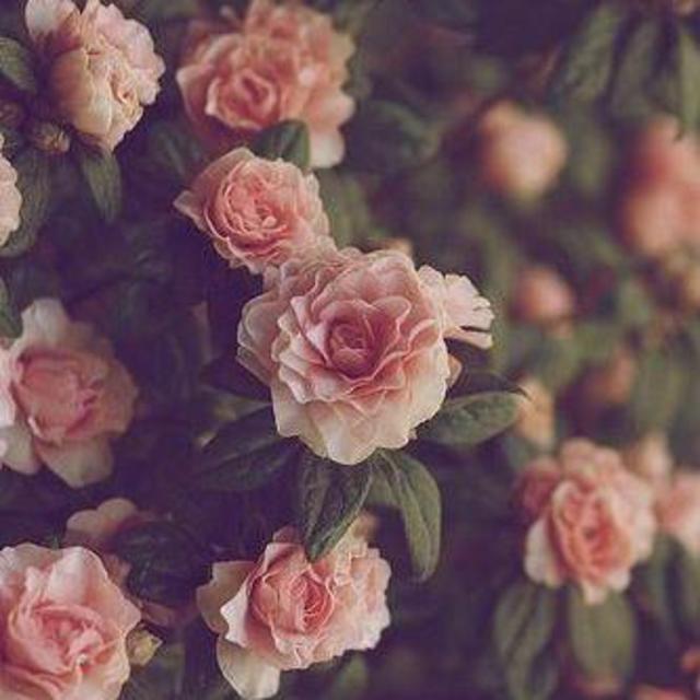Wedding Flowers