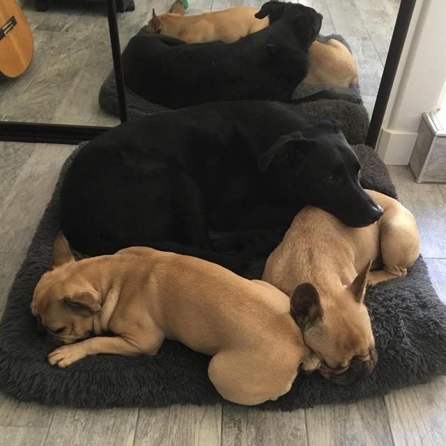 Pup Accommodations While Mom & Dad Are Away