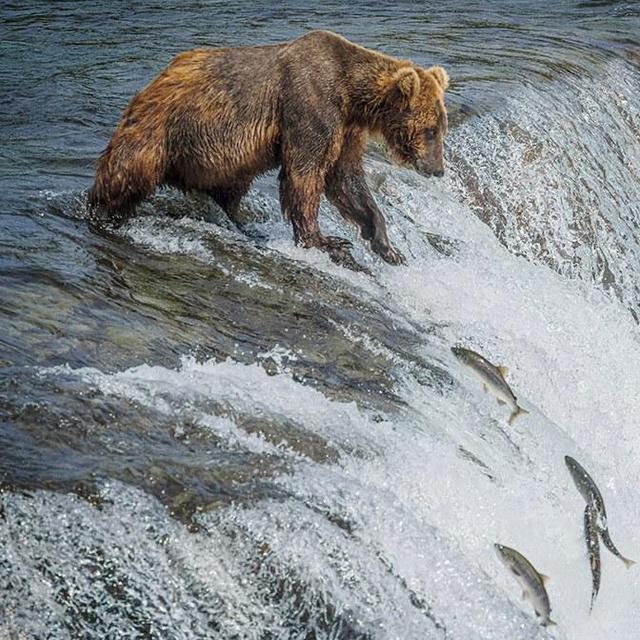 Alaska Honeymoon