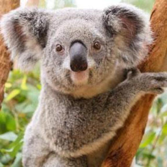 Koala Sanctuary Tour