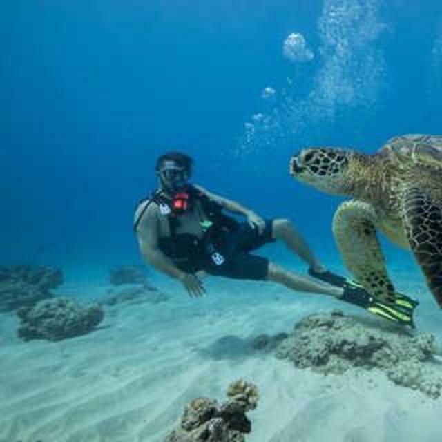 Snorkeling with Turtles