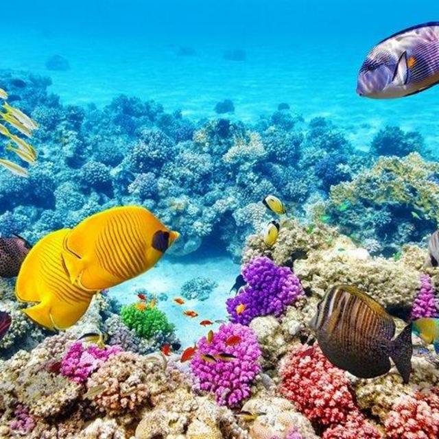 Snorkeling in Cartagena