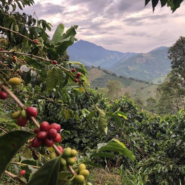 Coffee Farm Tour in Medellin
